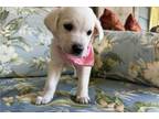 Labrador Retriever Puppy for sale in Springfield, MO, USA