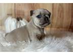 French Bulldog Puppy for sale in Springfield, MO, USA