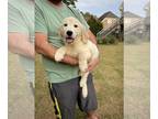 Golden Retriever PUPPY FOR SALE ADN-817648 - AKC Golden Retriever