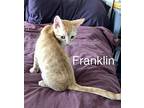 Franklin -sg, Domestic Shorthair For Adoption In Napa, California