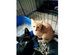 Courtesy Post - 4 Kittens M/f, Domestic Shorthair For Adoption In Vernon