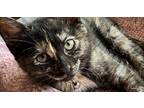 Lucy, Domestic Shorthair For Adoption In Richardson, Texas