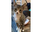 Riley, Domestic Shorthair For Adoption In San Antonio, Texas