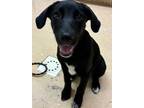 Adopt Lena a Cattle Dog, Mixed Breed