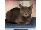 Adopt Argenti a Domestic Short Hair