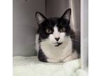 Adopt Shelly a Domestic Short Hair