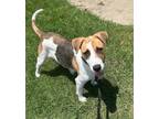 Adopt Babe a Harrier, Beagle