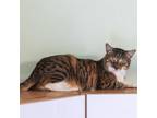 Adopt Wendy a Domestic Short Hair