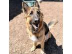 Adopt Bellatrix a German Shepherd Dog