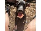 Adopt Maddie a Black Labrador Retriever, Mixed Breed