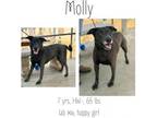 Adopt Molly a Pit Bull Terrier