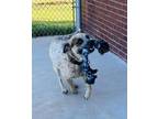 Dog for adoption - Garrison, an Australian Cattle Dog / Blue Heeler Mix