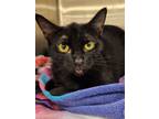 Adopt Babka a Domestic Short Hair