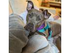 Adopt Delilah a Pit Bull Terrier