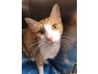 Adopt Beth a Domestic Short Hair