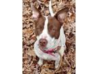 Adopt Nala a Pit Bull Terrier, Mixed Breed