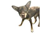 Adopt Sable a Shepherd, Mixed Breed