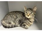 Adopt Stripes a Domestic Short Hair