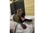 Adopt Java a Mixed Breed