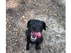 Adopt Vanessa a Labrador Retriever, Mixed Breed