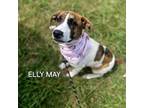 Adopt Elly May a Mixed Breed