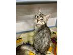 Adopt Lola a Domestic Short Hair