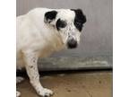 Adopt Orchid a Mixed Breed, Border Collie