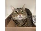 Adopt Chloe Michelle a Domestic Short Hair