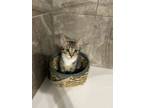 Adopt Matilda a Domestic Short Hair