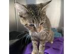 Adopt Krystal a Domestic Short Hair