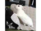 Adopt Bonnie a Bunny Rabbit