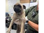 Adopt Chloe 24-06-019 a Pug