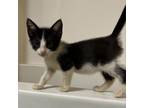 Adopt Merlyn a Domestic Short Hair