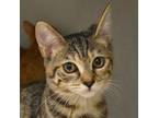 Adopt Cucumber a Domestic Short Hair