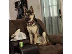 Adopt Roux (Tess) a German Shepherd Dog