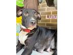 Adopt Lulu (Wormack 1) a Pit Bull Terrier