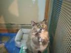 Adopt Misty a Domestic Long Hair