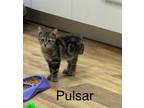 Adopt Pulsar a Domestic Medium Hair