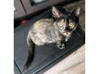 Adopt Starfire a Domestic Short Hair