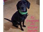 Adopt Zu a Labrador Retriever