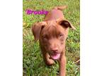 Adopt Brooke a Labrador Retriever