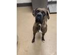 Adopt Fendi a Boxer