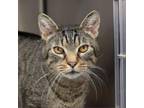 Adopt Bubba a Domestic Short Hair