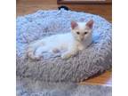 Adopt Axel a Siamese, Domestic Medium Hair