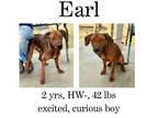 Adopt Earl a Mixed Breed