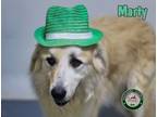 Adopt 24-08-2556 Marty a Great Pyrenees