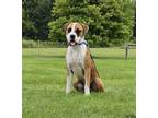 Adopt Slim Jim a Boxer, Mixed Breed