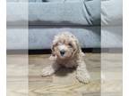 Cavapoo PUPPY FOR SALE ADN-818042 - Cavapoo