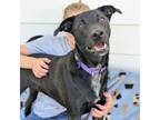 Adopt Buddy (aka Figgy Pudding) a Cattle Dog, Black Labrador Retriever