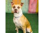 Adopt Bastian a American Staffordshire Terrier, German Shepherd Dog